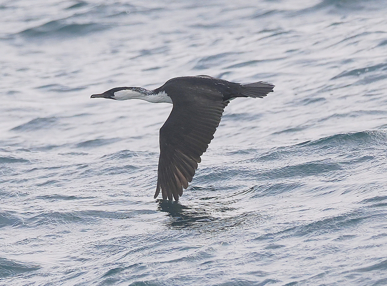 image Black-faced Cormorant